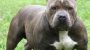 Owners of dogs of fighting breeds may carry criminal responsibility