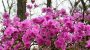 Во Львовском ботсаду расцветает рододендрон – День открытых дверей