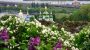 Куди піти в Києві в великодні вихідні? Історії ботанічних садів столиці