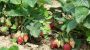 В Одеській області є село з Найбагатшим щорічними урожаєм полуниці в країні
